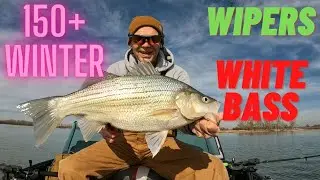 EPIC Winter Wiper and White Bass Frenzy 150+ Kansas Fishing