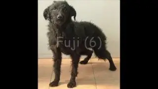 Idős kuty&aacute;k gazdira v&aacute;rnak!