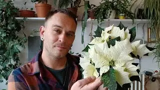 Honzík Lací - Jak pěstovat Vánoční hvězdu