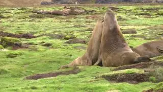 Young male Elephant Seals play fighting and gurgling, Stromness, South Georgia