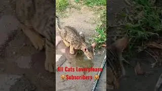 Street Cat Drink Water #shorts #cat