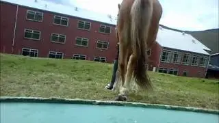 Flykra;D
