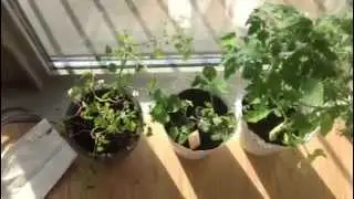 5th Floor Garden overview