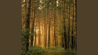 Forest No.1827