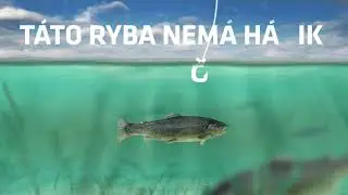 T&aacute;to ryba nem&aacute; h&aacute;čik