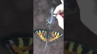 Рисунок бабочки пастелью/ Time-lapse drawing butterfly softpastel #wip