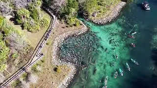 Manatees Gathered at Three Sister Springs in Crystal River Fl