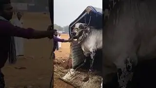 #subscribe #cow #india #ongolegitha #animals #trending