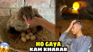 Egg Candling 🥚 Ho Gaya Kam Kharab 😱