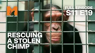 This Wild Chimp Was Stolen | Season 11 Episode 19 | Full Episode | Monkey Life