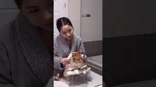 Cat spa day  #shorts30 #viral #shorts28