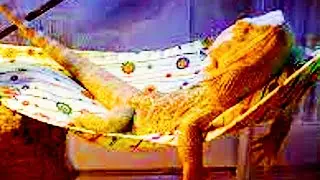 New Lounge Music: The Lounge Lizard; This Easy Listening Lounge Music is BEYOND Calm & Relaxing