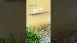 Thrill of the Hunt: Alligator Savors the Current While Hunting.#alligator #hunting. #survival #short