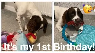 Puppy&rsquo;s 1st Birthday - Four Paws Ahead