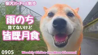 【柴犬】雨のち皆既月食（見てないけど） #208