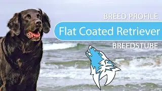 ► Flat Coated Retriever Breed [2020] Temperament & Training