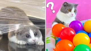 Top 5 Funniest Viral Cat Videos! | Munchkin
