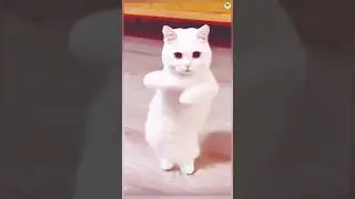 Cat dancing to Chinese song #cat #catdancing #dancing #china #chinese #shorts