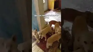 Помогите 😢 #helpanimals #собака #помощьживотным #dogshelter #животные #puppy #puppylove #щенок