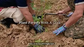 Plant Forests With a Click: How Guests Help Grow Forests With the Green Button