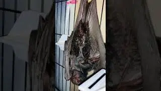 Peaches the black flying fox gives birth