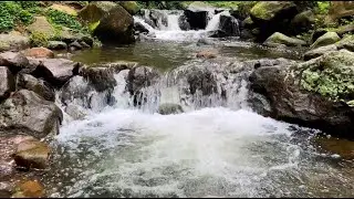 Расслабляющая река сосновой лесной леса - мирные водные звуки для бессонницы облегчения и глубокого