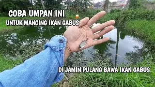 spot mancing gabus itu seperti ini !!! mancing ikan gabus umpan anak ikan mas