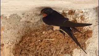 Ptice Hrvatske - Lastavica (Hirundo rustica) (Birds of Croatia - Barn Swallow) (2/3)