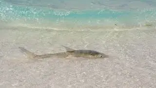 BONEFISH ON THE FLATS