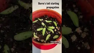 Succulent propagation experiment 🌱 Burro&rsquo;s tail #grow #plants #indoorplants #learning #experiment