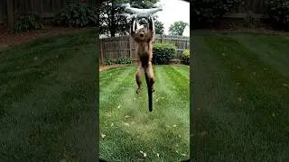 Real Backyard Chaos Captured on Security Camera | Funny Real Footage 2025