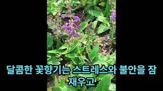 클라리세이지[Clary Sage-Salvia Sclarea]
