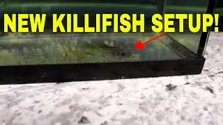 Set Up A Tank For My Blue Gularis Killifish Pair!
