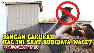 PEMBUDIDAYA WALET PEMULA WAJIB TAHU - JANGAN LAKUKAN HAL INI!