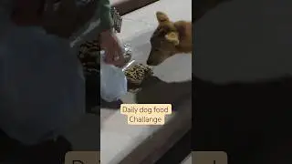 Day 1 Daily dog food challange #dog #daily #challange #food #humanity #love #animals
