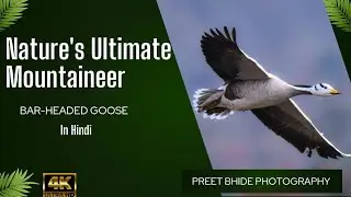 Nature's Ultimate Mountaineer | Bar Headed Goose | Short Informative Video On Birds-5 | Preet Bhide