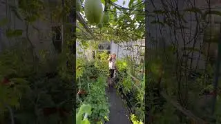 It took months but the trellis is finally covered with passion fruits! 😍 #gardening #shorts