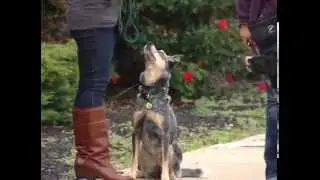 Tips on Canine Sibling Rivalry