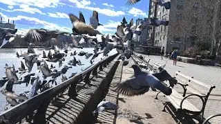 Daily Life in New York City | USA / A Day of Life in NYC 2026