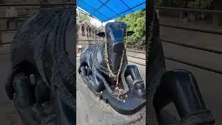The Nandi of Sri Rudreshwar Mahadev, 1000 pillar Temple- Warangal
