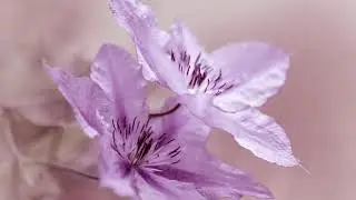 Bellamy Brothers. Vertical Expression (Of Horizontal Desire)