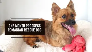 One Month Progress | Romanian Rescue Dog | Adoption Journey