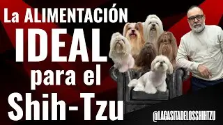 CUÁL es la ALIMENTACIÓN IDEAL para los Perro Shih Tzu | AQUÍ TODA LA INFORMACIÓN 