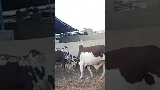 Neval Cow mandi #cowvideos #cow #cowlover  #cattlemarket