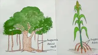 Modified roots (Roots performing special functions)