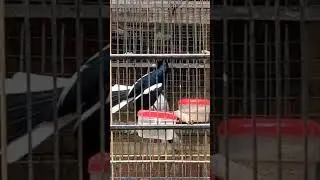 Robin's magpie fighting mode #birds #birdfight #magpierobin