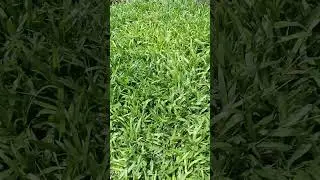 Broadleaf Carpet Grass#Axonopus compressus#Earthing Nature of Garden#Turf Finder#Lawn Grass of India