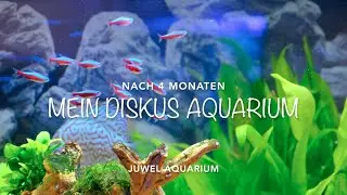 Blick in mein Diskus Juwel Aquarium nach 4 Monaten - Weniger Pflanzen mehr Platz für die Fische