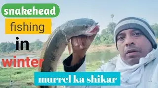 Amazing Snakehead Fishing|Murrel ka shikar kaise kare|Nova 65 frog