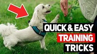 Quick & Easy Dog Training Tricks